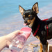 Drikkeflaske vannflaske til hund - Overrask.no